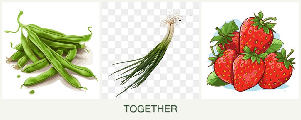 Can you plant beans, chives and strawberries together?