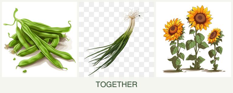 Can you plant beans, chives and sunflowers together?