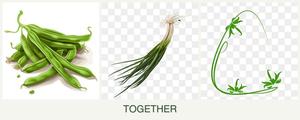 Can you plant beans, chives and tarragon together?