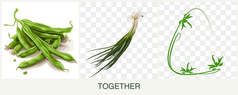 Can you plant beans, chives and tarragon together?