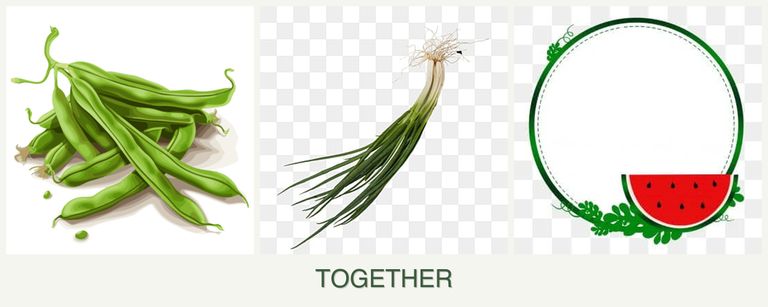 Can you plant beans, chives and watermelons together?