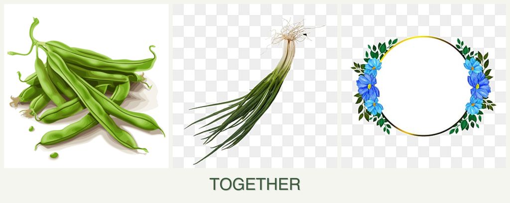 Can you plant beans, chives and zinnias together?