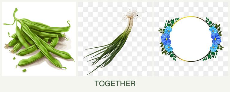 Can you plant beans, chives and zinnias together?