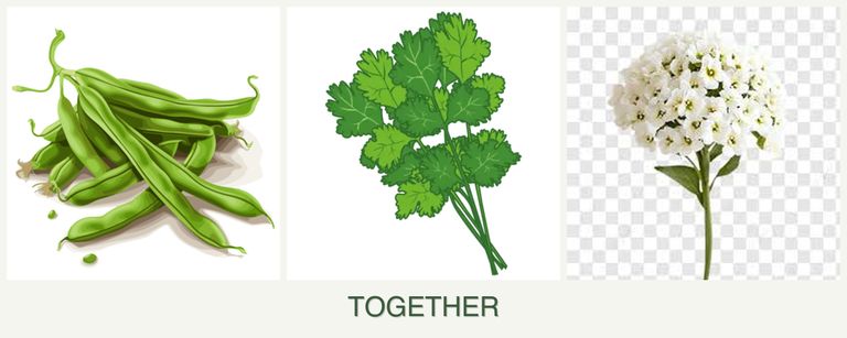 Can you plant beans, cilantro and alyssum together?