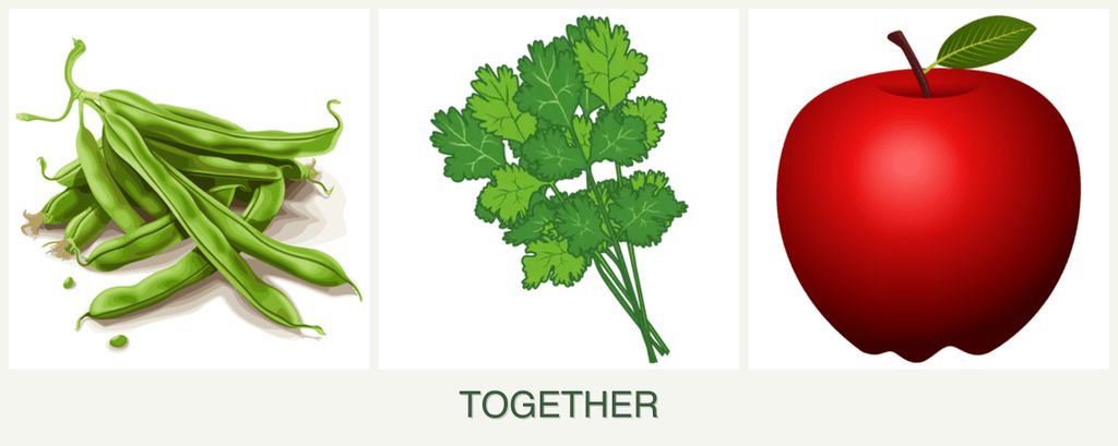 Can you plant beans, cilantro and apples together?
