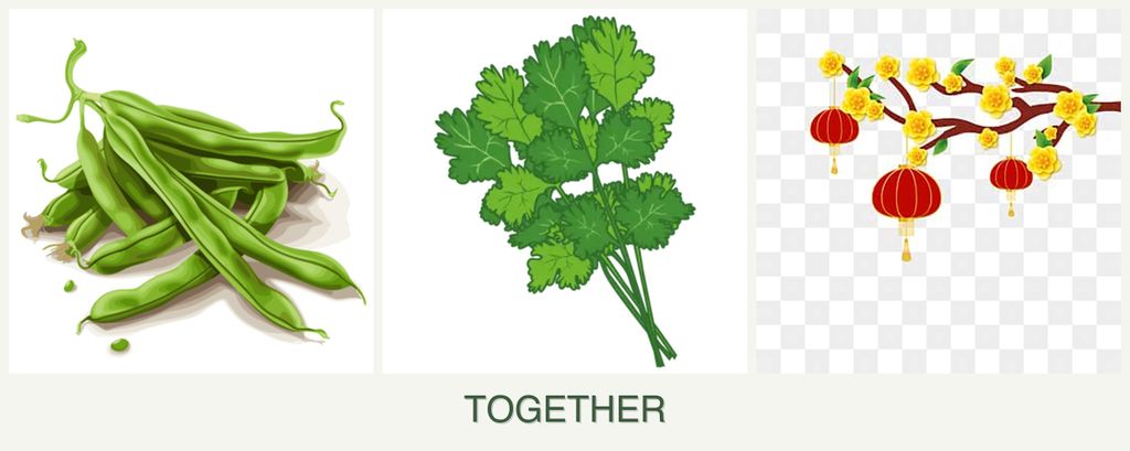 Can you plant beans, cilantro and apricots together?
