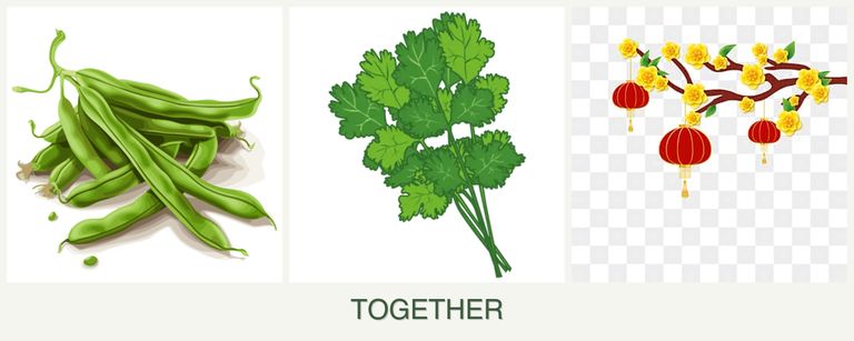 Can you plant beans, cilantro and apricots together?