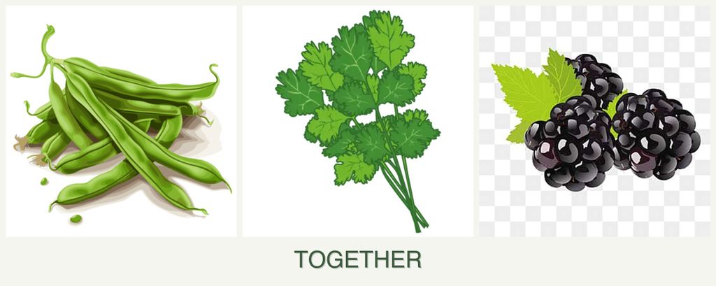 Can you plant beans, cilantro and blackberries together?