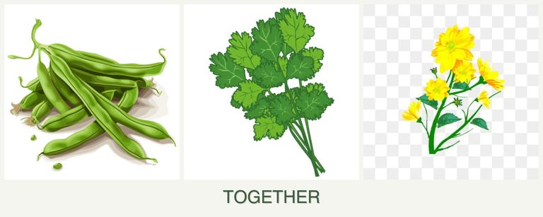 Can you plant beans, cilantro and calendula together?