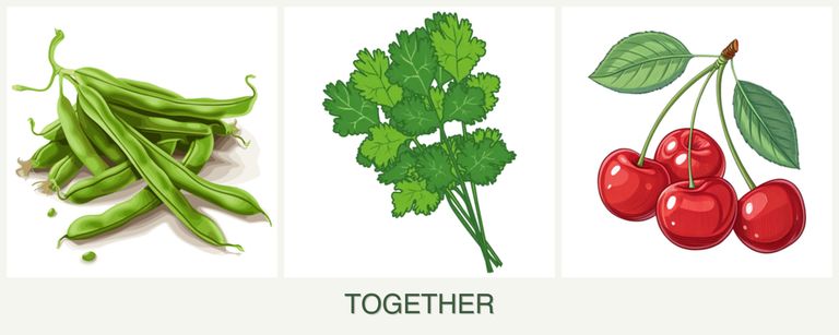 Can you plant beans, cilantro and cherries together?