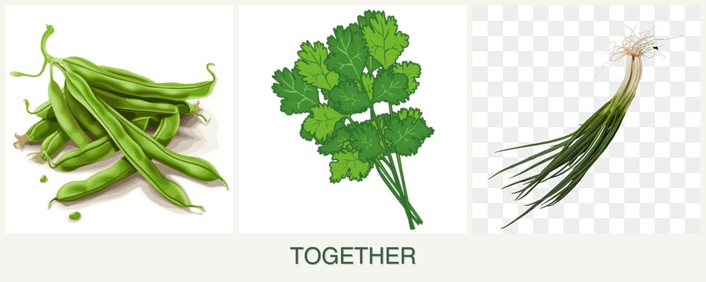 Can you plant beans, cilantro and chives together?