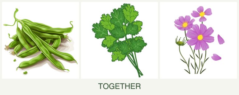 Can you plant beans, cilantro and cosmos together?
