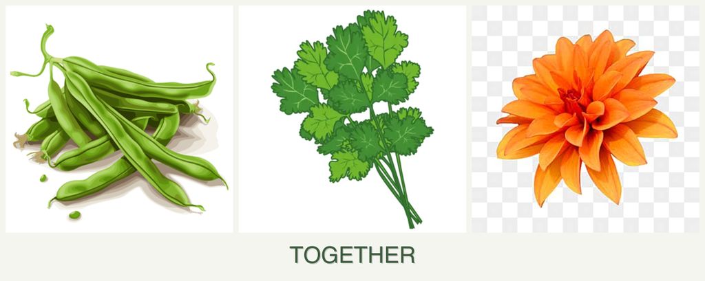 Can you plant beans, cilantro and dahlias together?