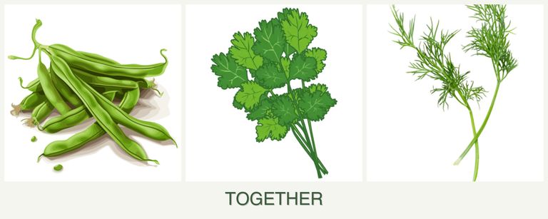 Can you plant beans, cilantro and dill together?