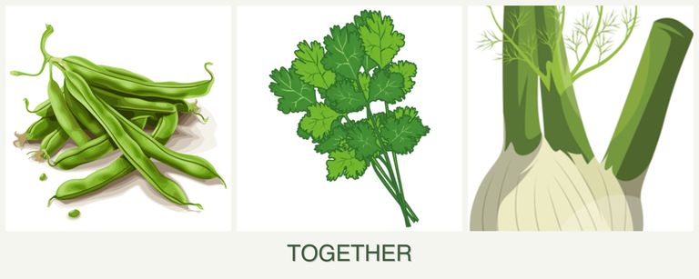 Can you plant beans, cilantro and fennel together?