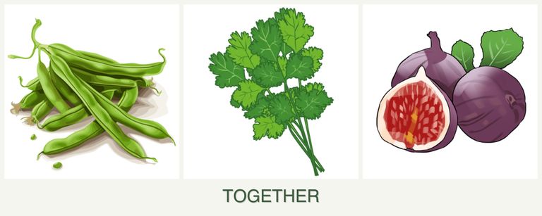 Can you plant beans, cilantro and figs together?