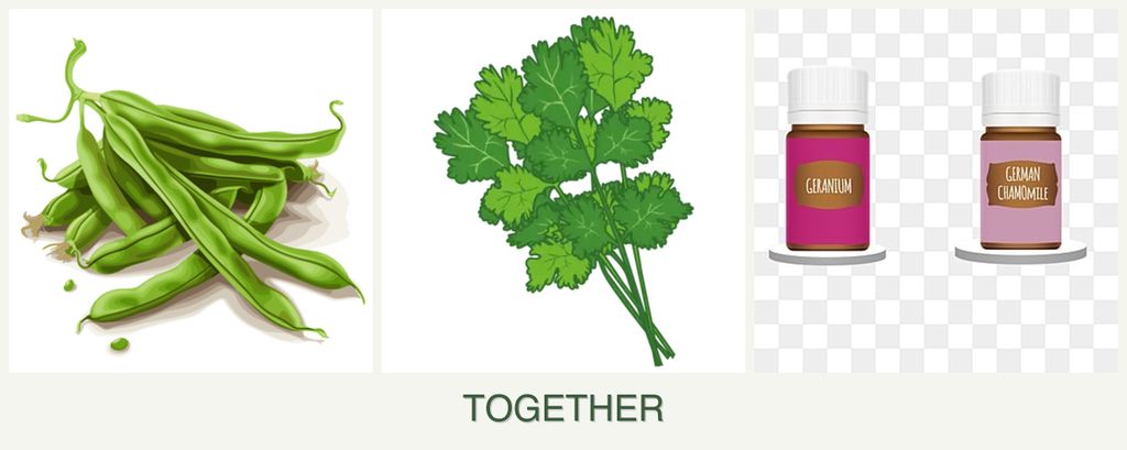 Can you plant beans, cilantro and geraniums together?