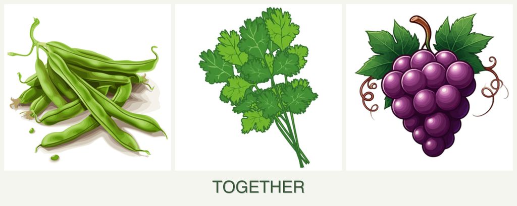 Can you plant beans, cilantro and grapes together?