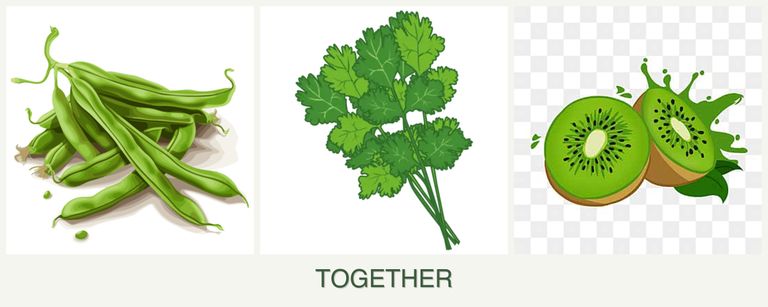 Can you plant beans, cilantro and kiwi together?