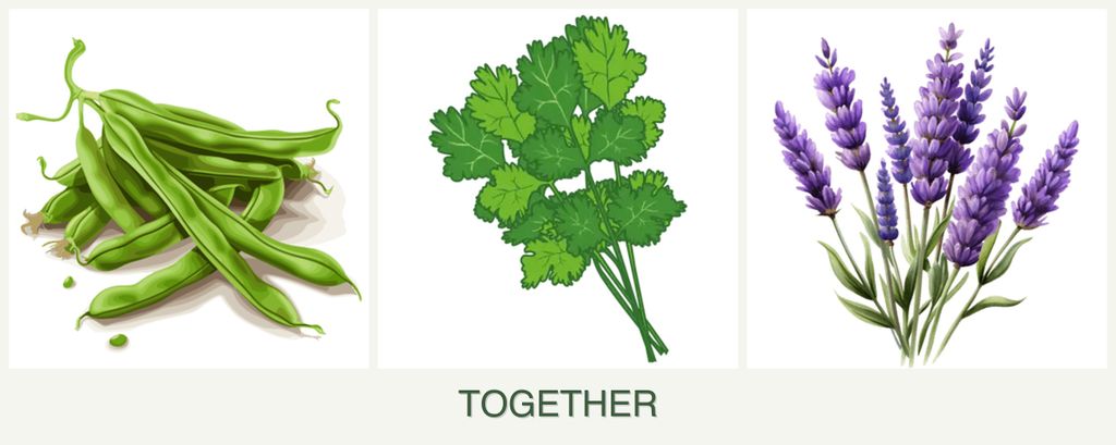 Can you plant beans, cilantro and lavender together?