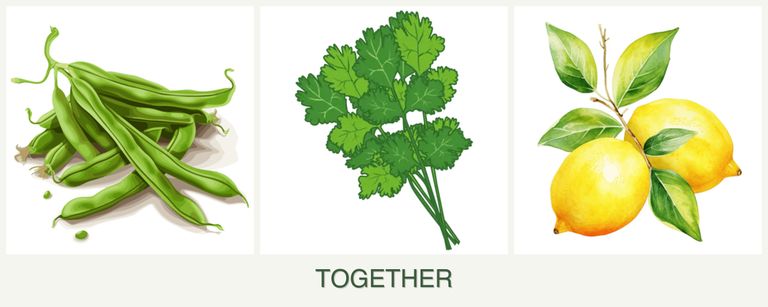 Can you plant beans, cilantro and lemons together?