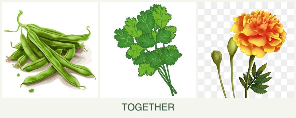 Can you plant beans, cilantro and marigolds together?