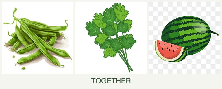 Can you plant beans, cilantro and melons together?