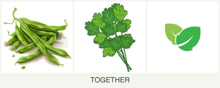 Can you plant beans, cilantro and mint together?