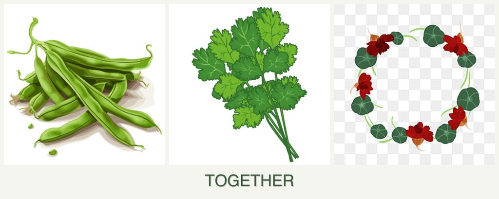 Can you plant beans, cilantro and nasturtiums together?