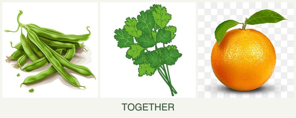 Can you plant beans, cilantro and oranges together?