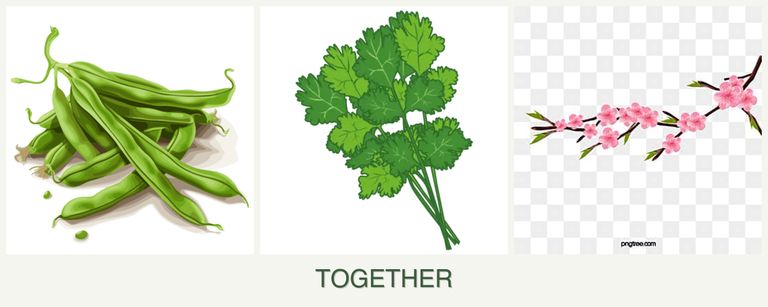 Can you plant beans, cilantro and peaches together?