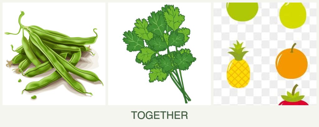 Can you plant beans, cilantro and pears together?