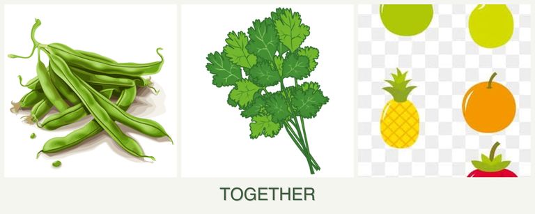 Can you plant beans, cilantro and pears together?