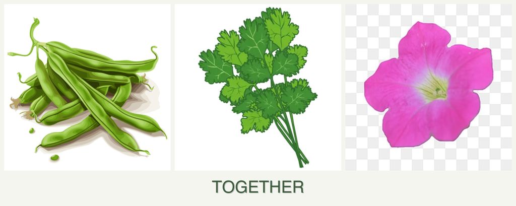 Can you plant beans, cilantro and petunias together?
