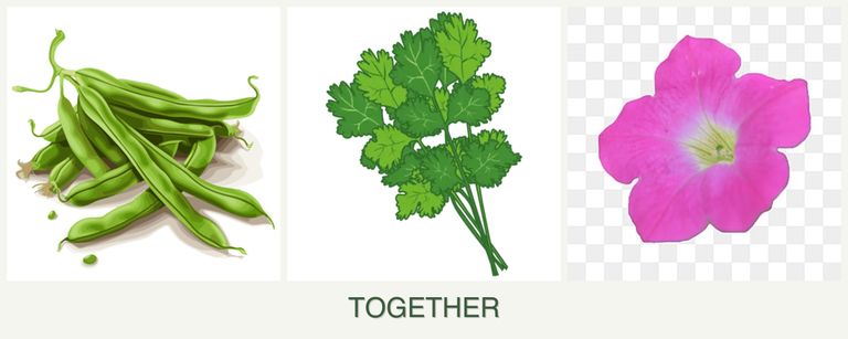 Can you plant beans, cilantro and petunias together?