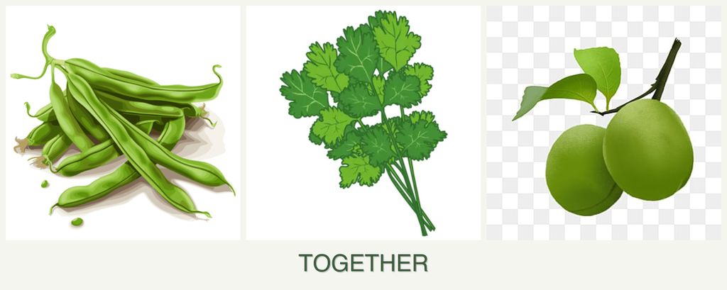 Can you plant beans, cilantro and plums together?