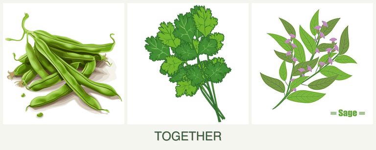 Can you plant beans, cilantro and sage together?