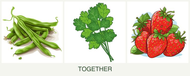 Can you plant beans, cilantro and strawberries together?