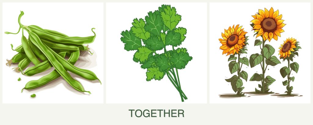 Can you plant beans, cilantro and sunflowers together?