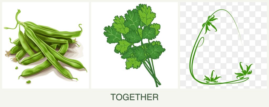 Can you plant beans, cilantro and tarragon together?