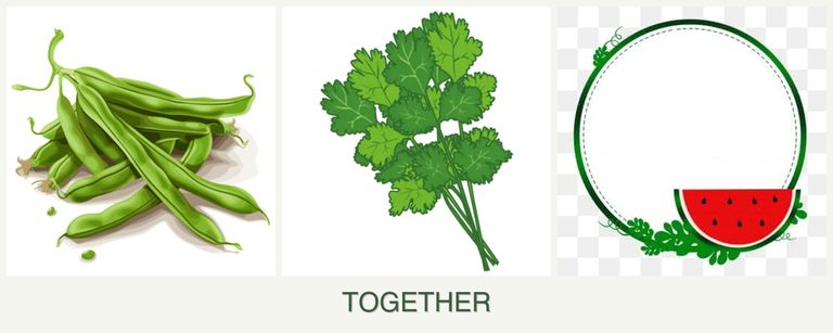 Can you plant beans, cilantro and watermelons together?