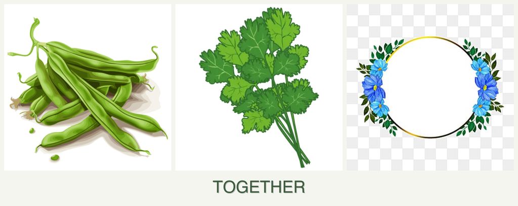 Can you plant beans, cilantro and zinnias together?