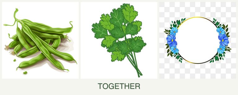 Can you plant beans, cilantro and zinnias together?