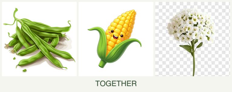 Can you plant beans, corn and alyssum together?