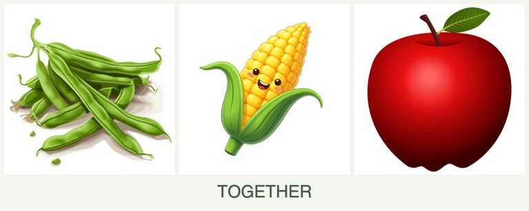 Can you plant beans, corn and apples together?