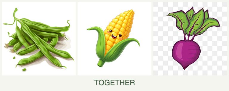 Can you plant beans, corn and beets together?