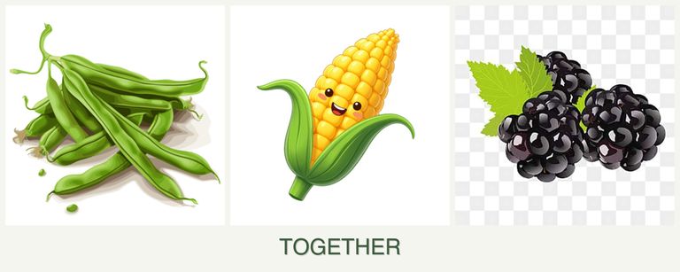 Can you plant beans, corn and blackberries together?