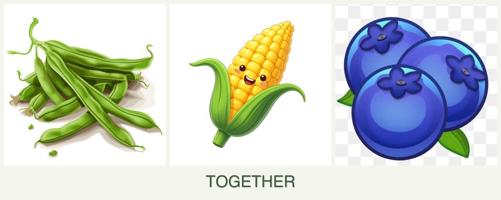 Can you plant beans, corn and blueberries together?