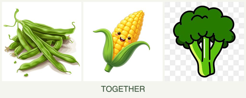 Can you plant beans, corn and broccoli together?