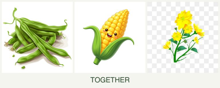 Can you plant beans, corn and calendula together?